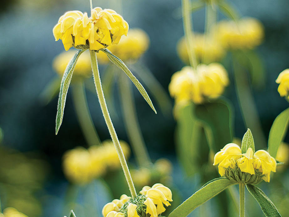 Best Summer Flowers