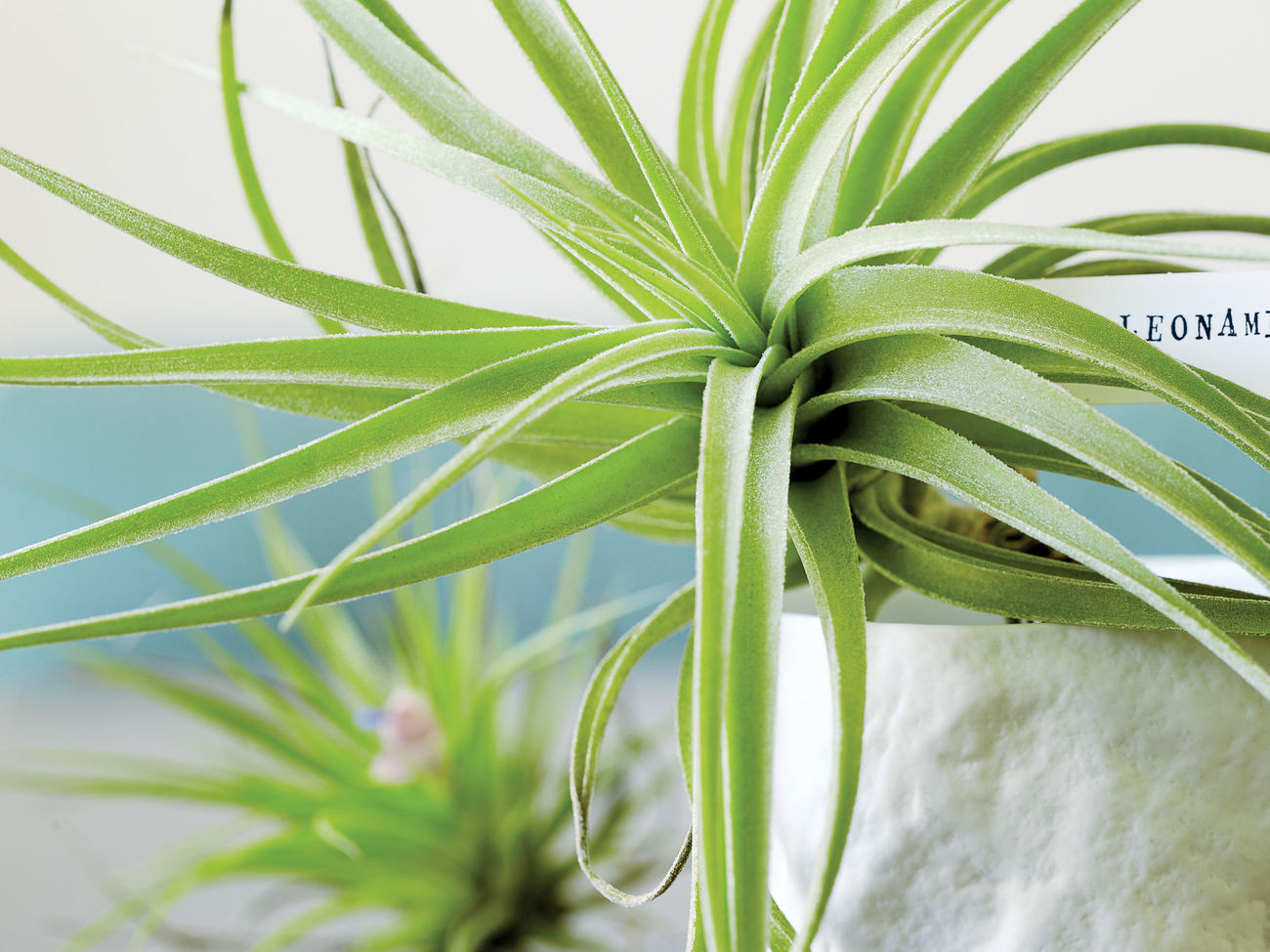 Falling for Air Plants