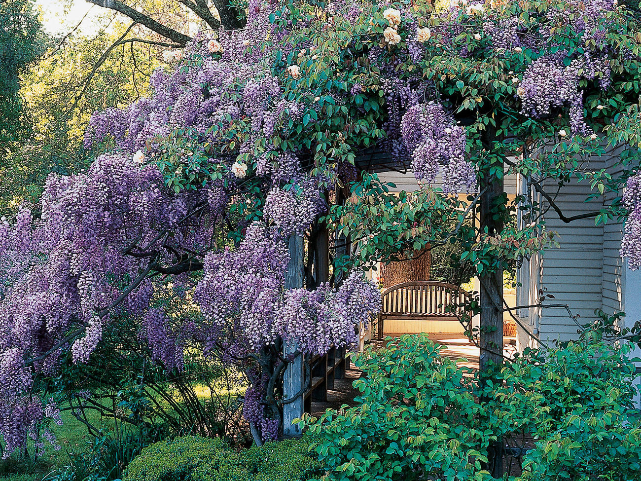 Choosing a Wisteria