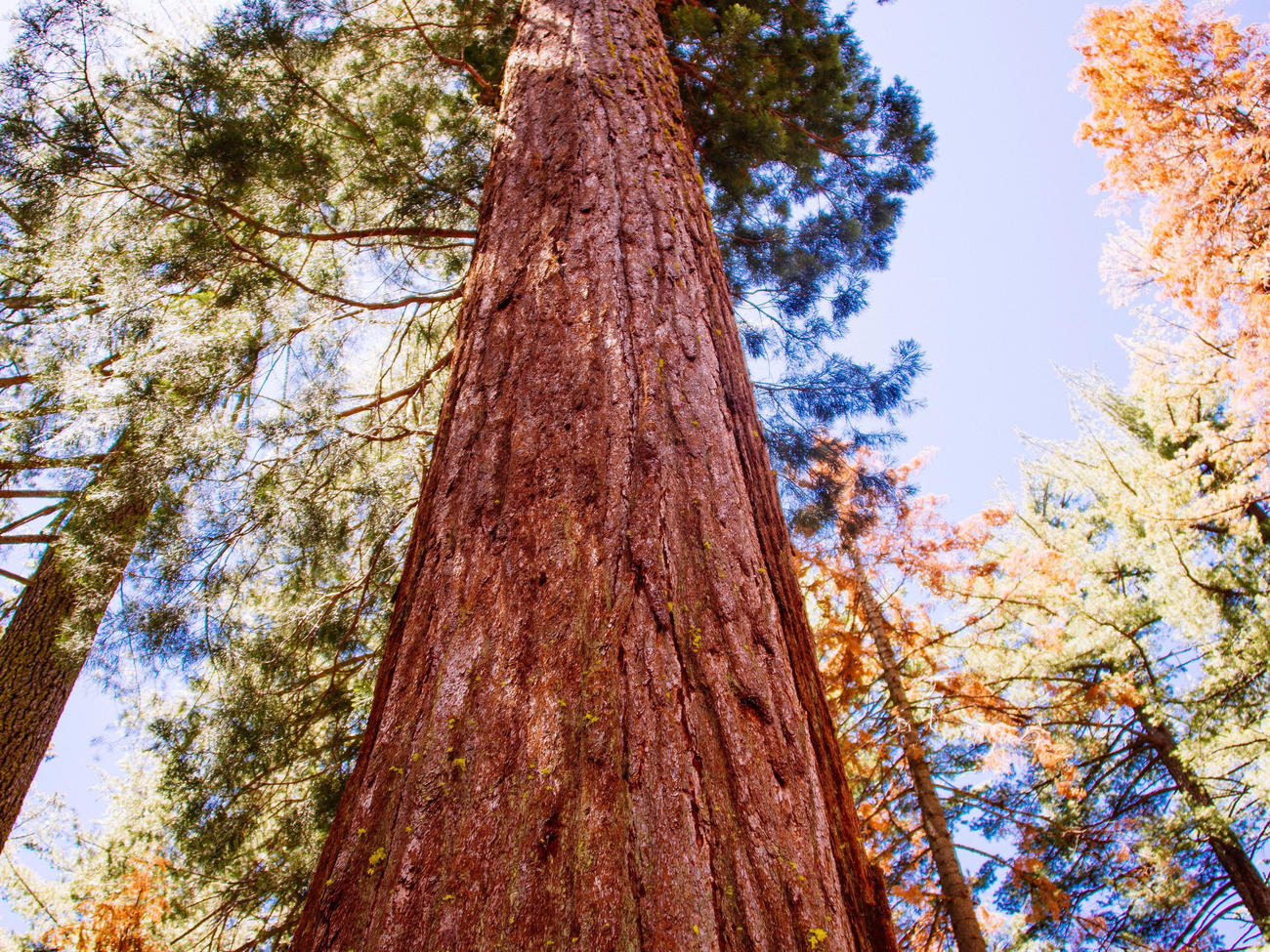 Yosemite’s Giant Sequoias Are Back in Business