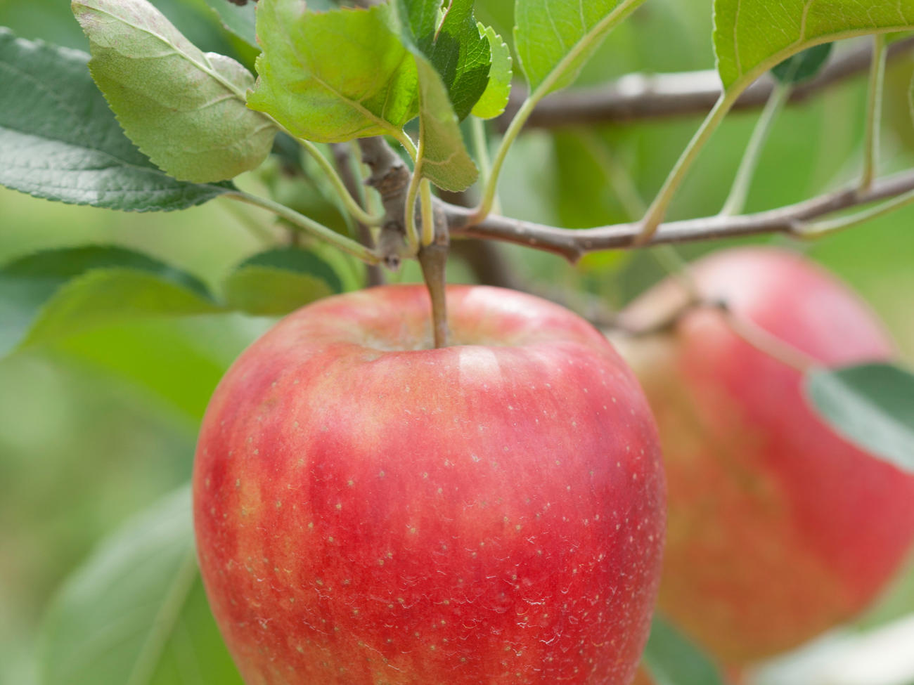 Apple Trees