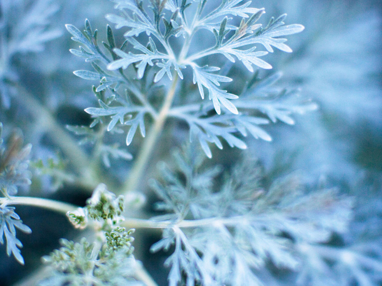 Artemisia