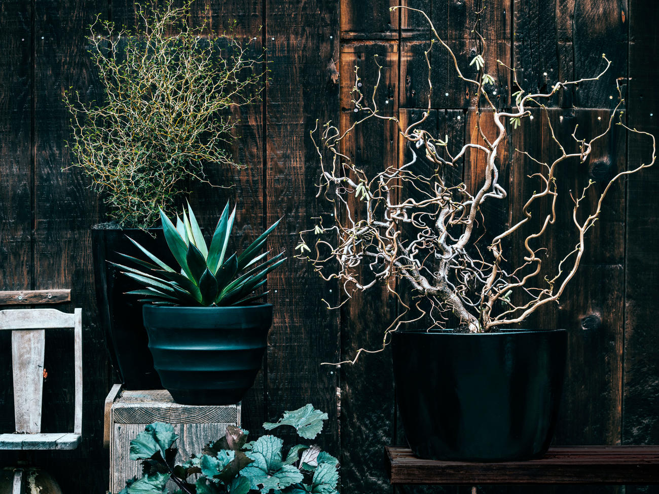 Spooky Plants for Halloween Decorating