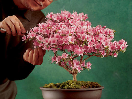 An azalea bonsai