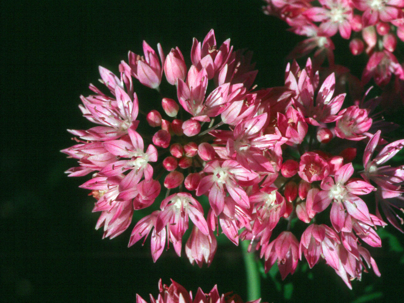 10 Lower-Water Bulbs for a Colorful Garden