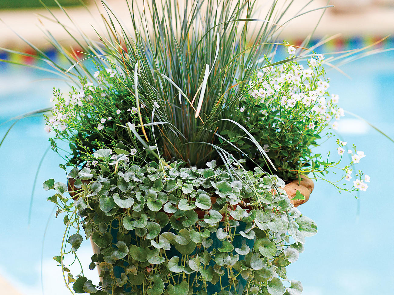 How to plant a cool pot