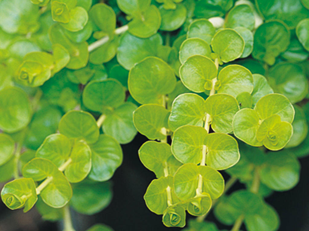 Your Guide to Creeping Jenny, Everyone’s Favorite Shiny Golden Ground Cover
