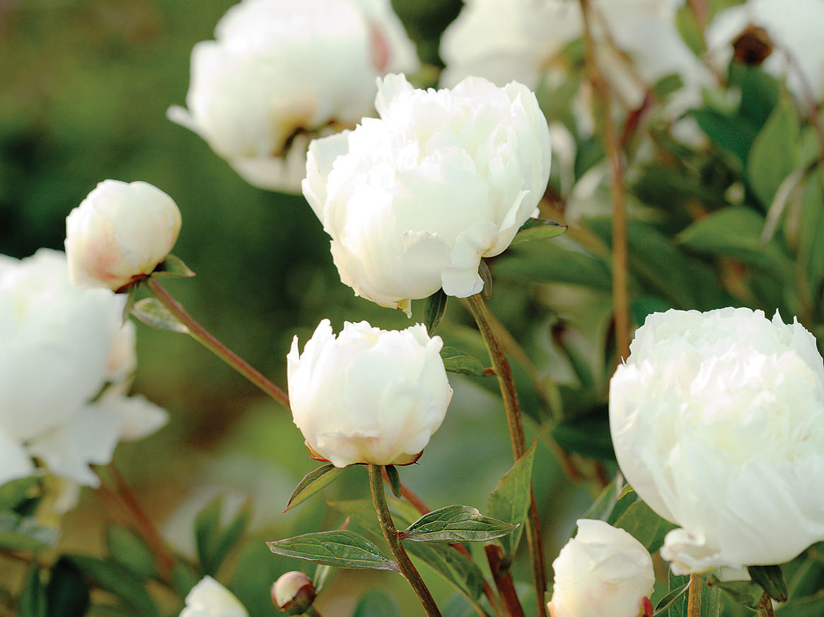 Grow a Great Cutting Garden