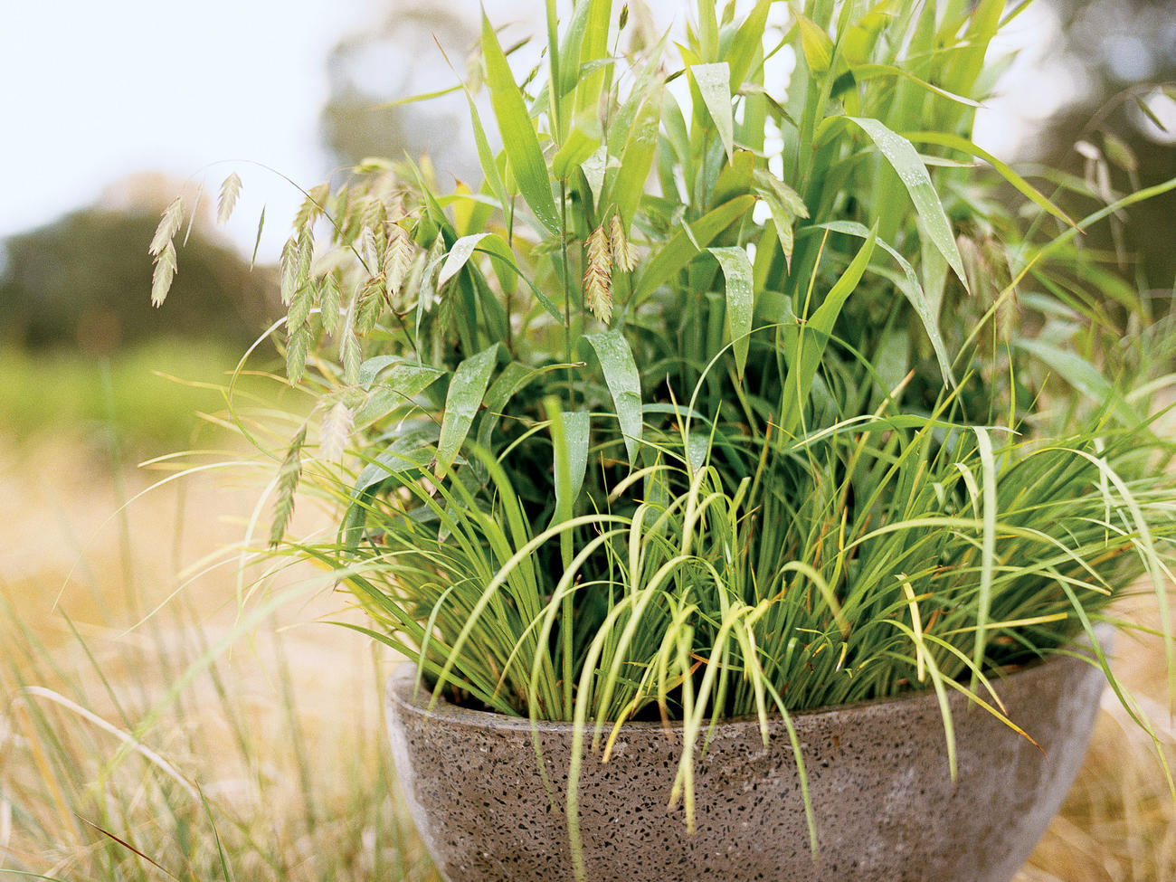 Wild About Grasses