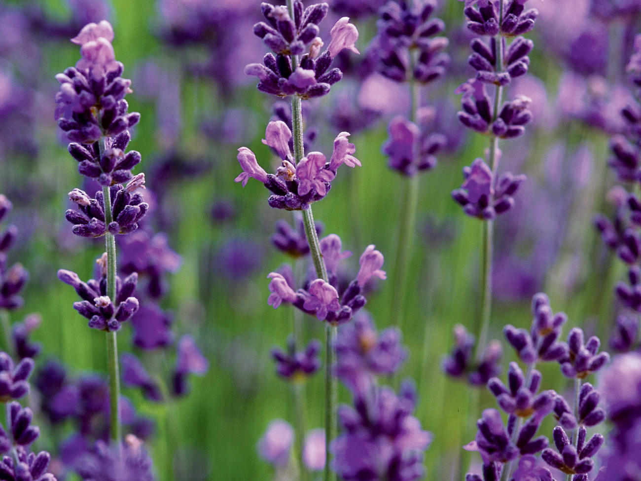 Choose the right varieties