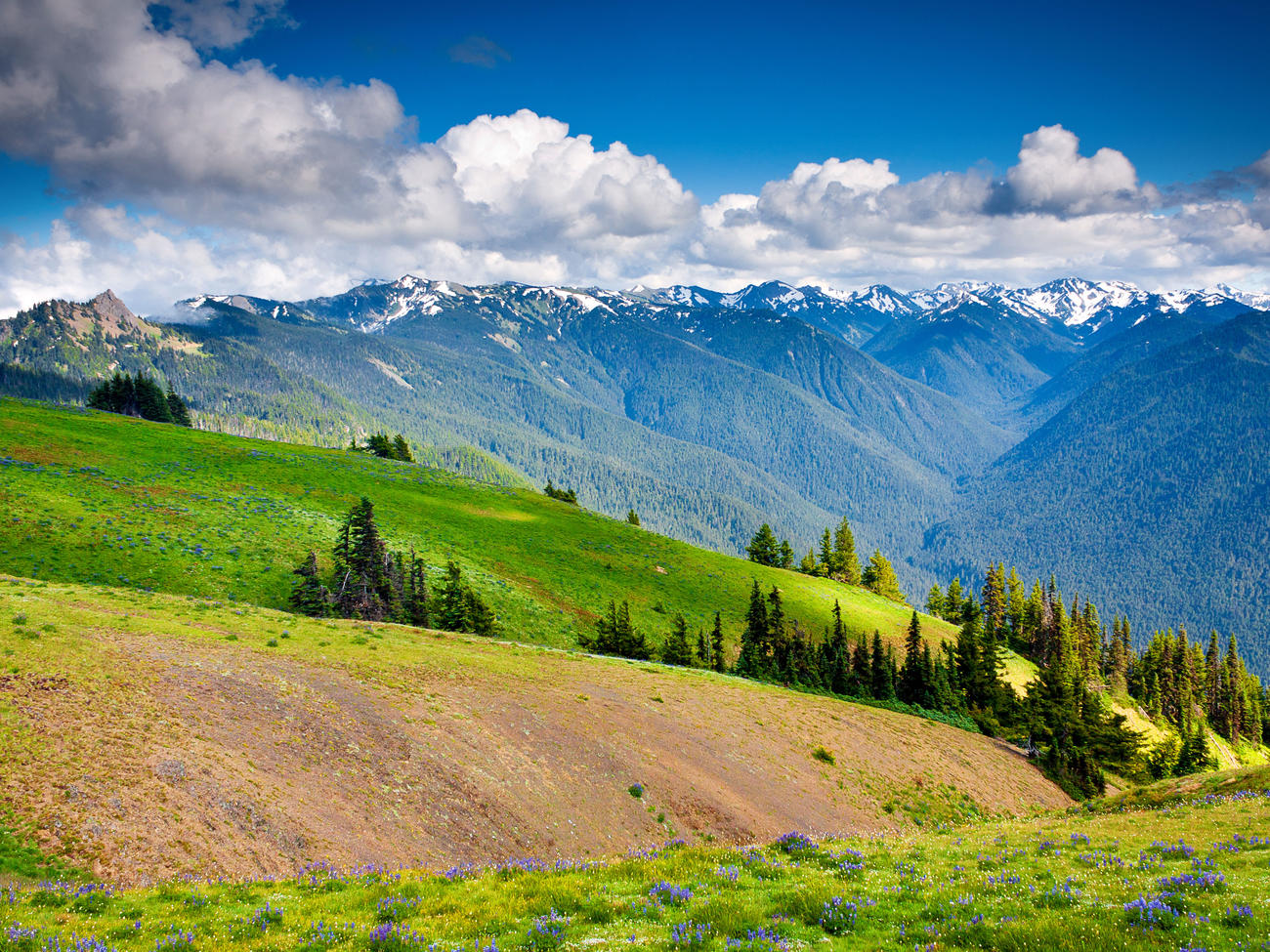 Summet at Hurricane Ridge in Olympic National Park