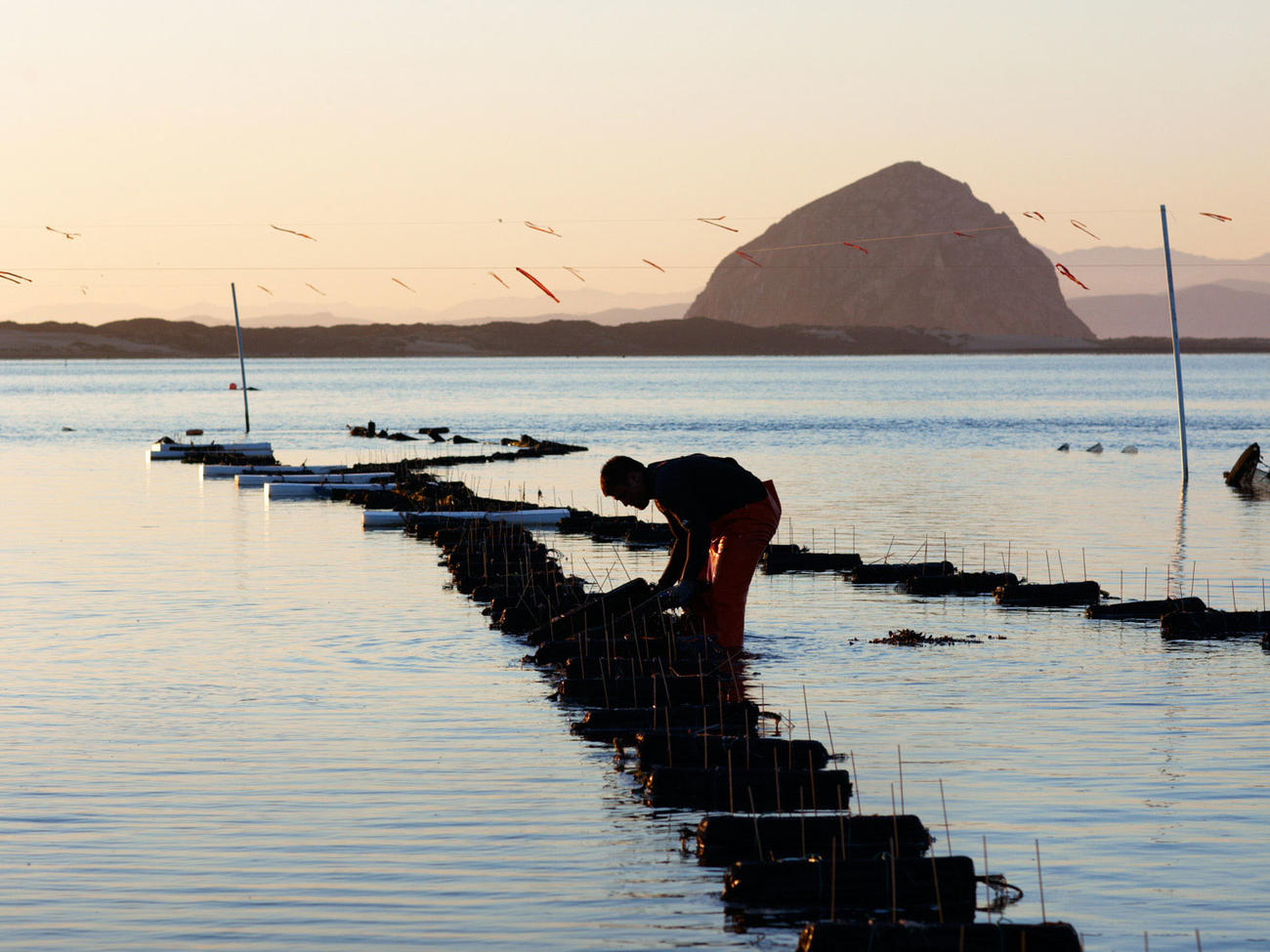 Discovering Morro Bay Oysters