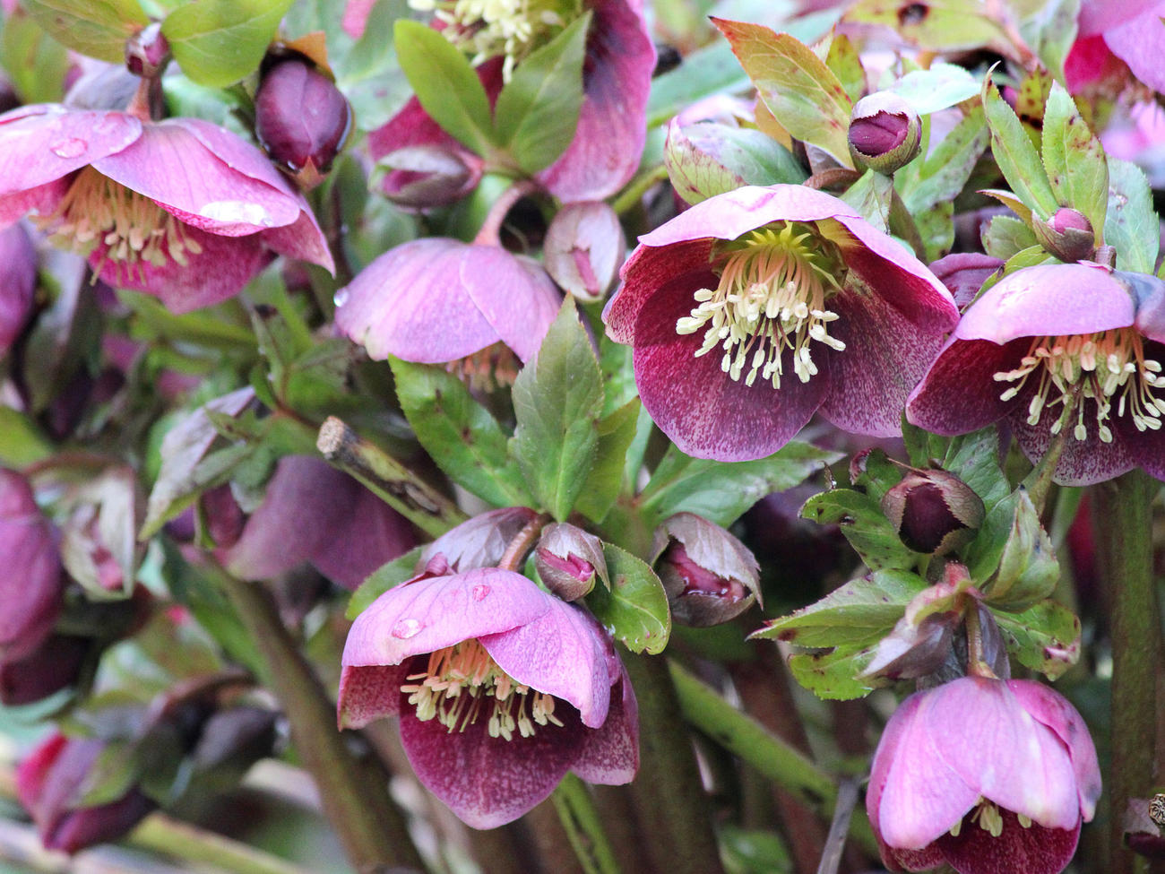 Lenten rose (<i>Helleborus orientalis</i>)