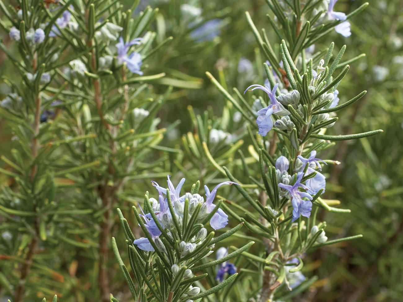 Barbeque Rosemary, Rosmarinus officinalis 'Barbeque', Monrovia Plant