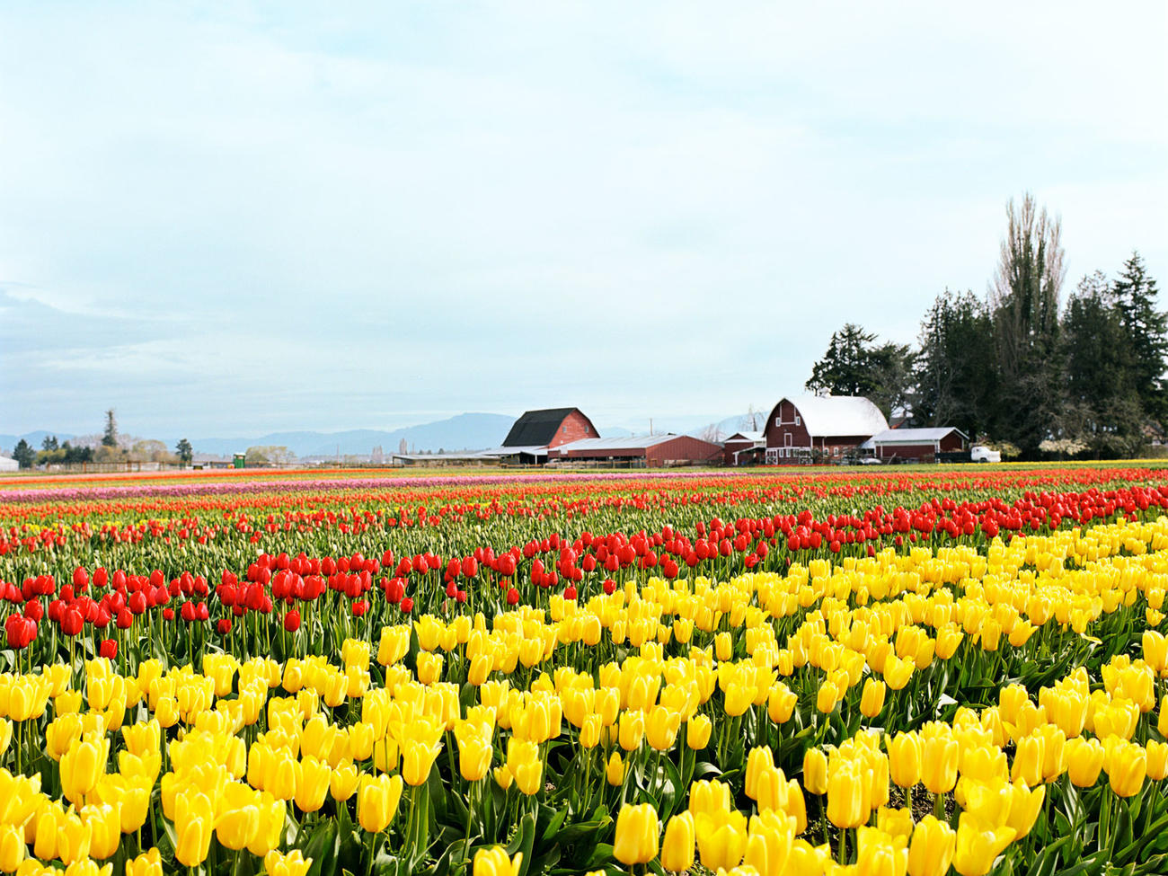 Take in Tulip Season in Skagit Valley, WA