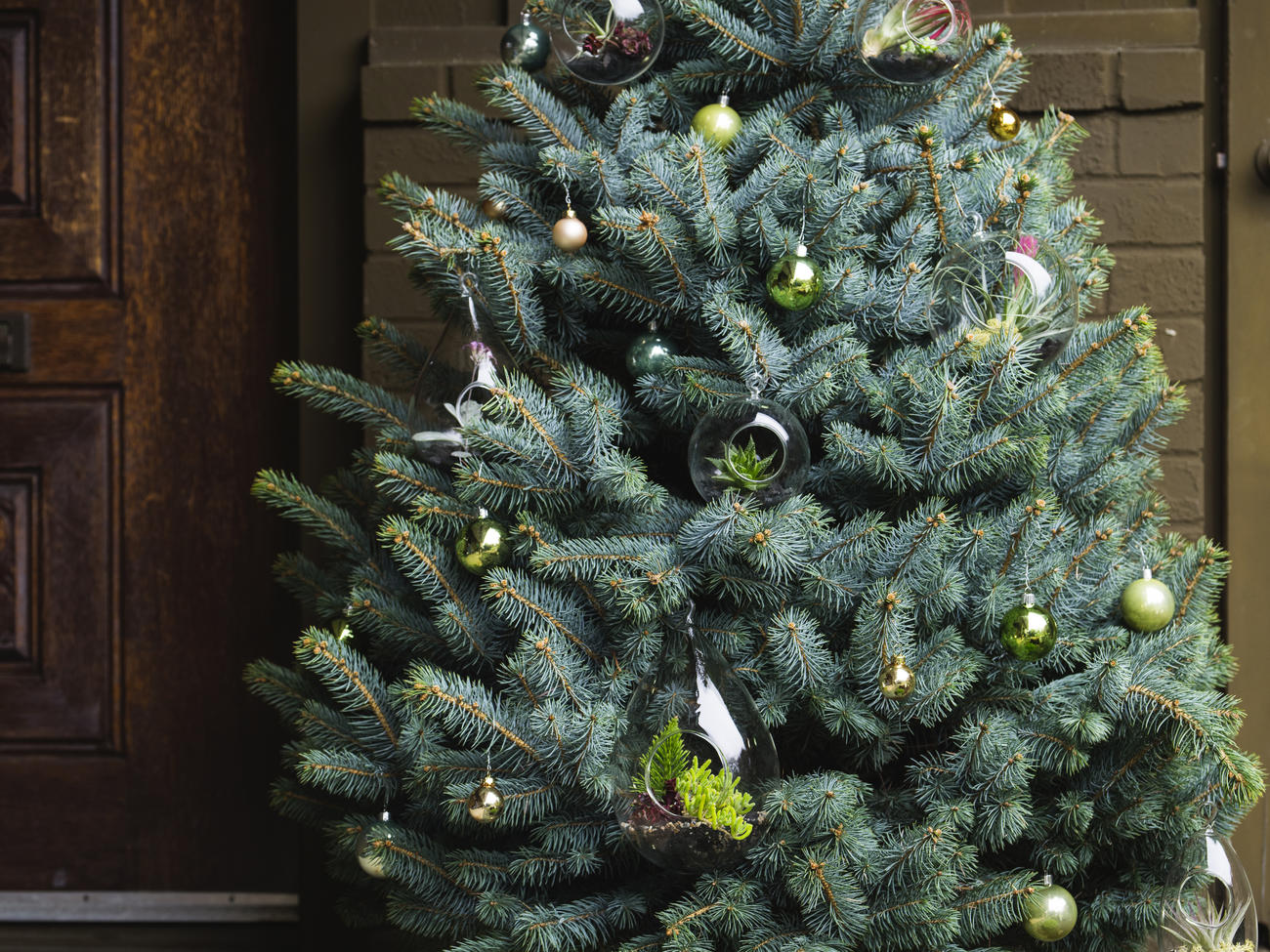 16 Best Types of Christmas Trees - Real Christmas Tree Varieties