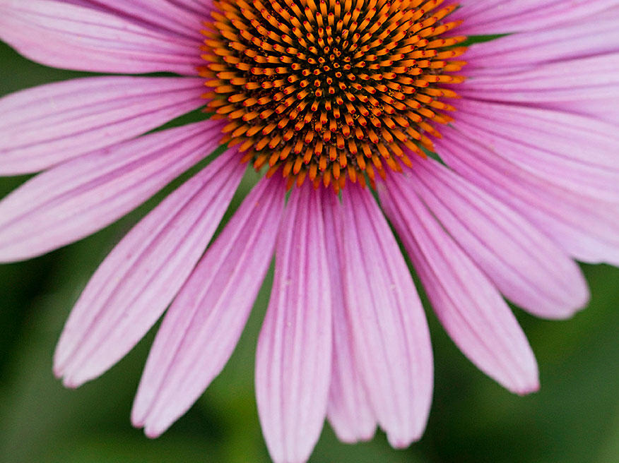 Your Guide to Coneflower