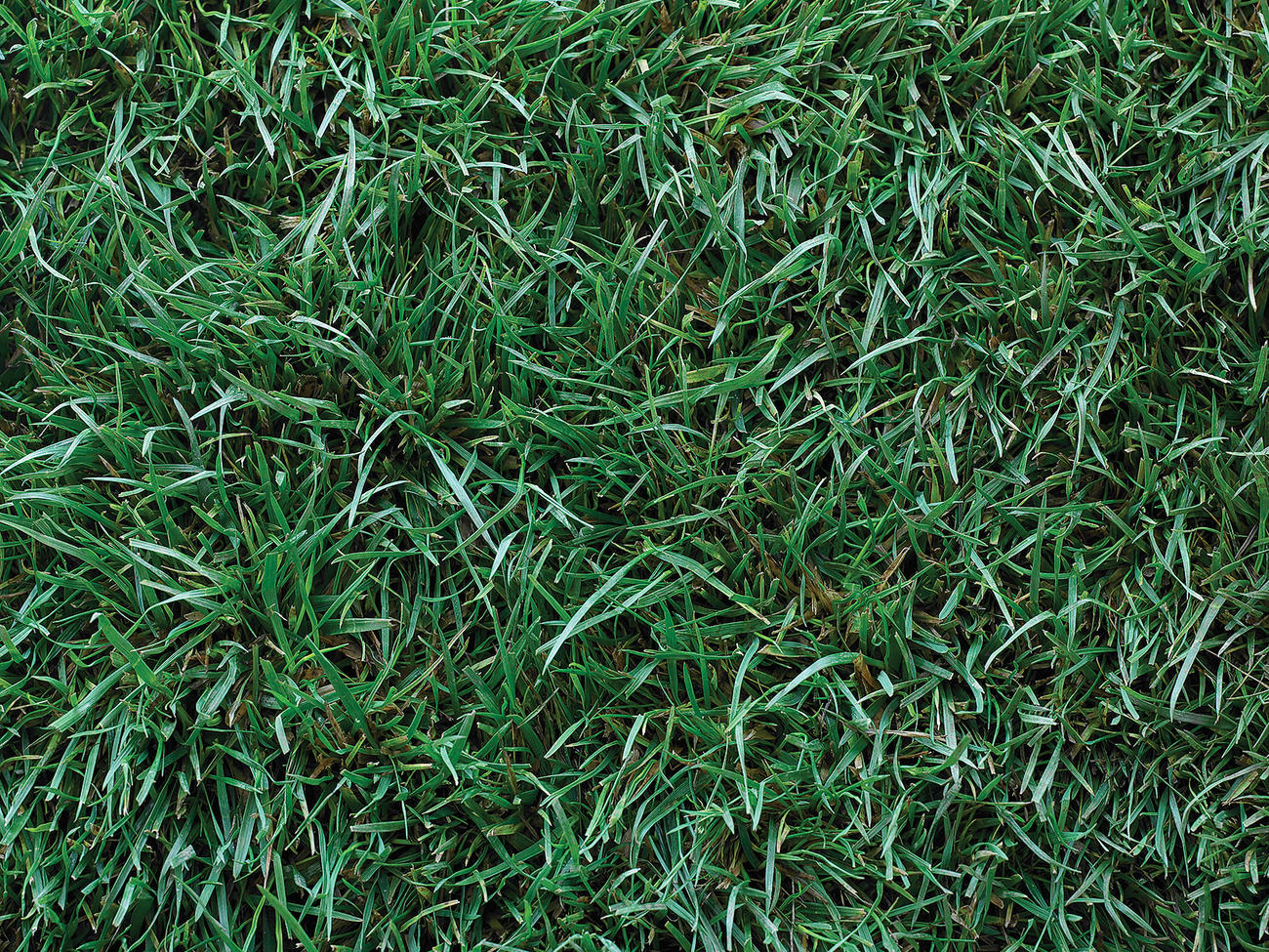 Should You Fake the Lawn?