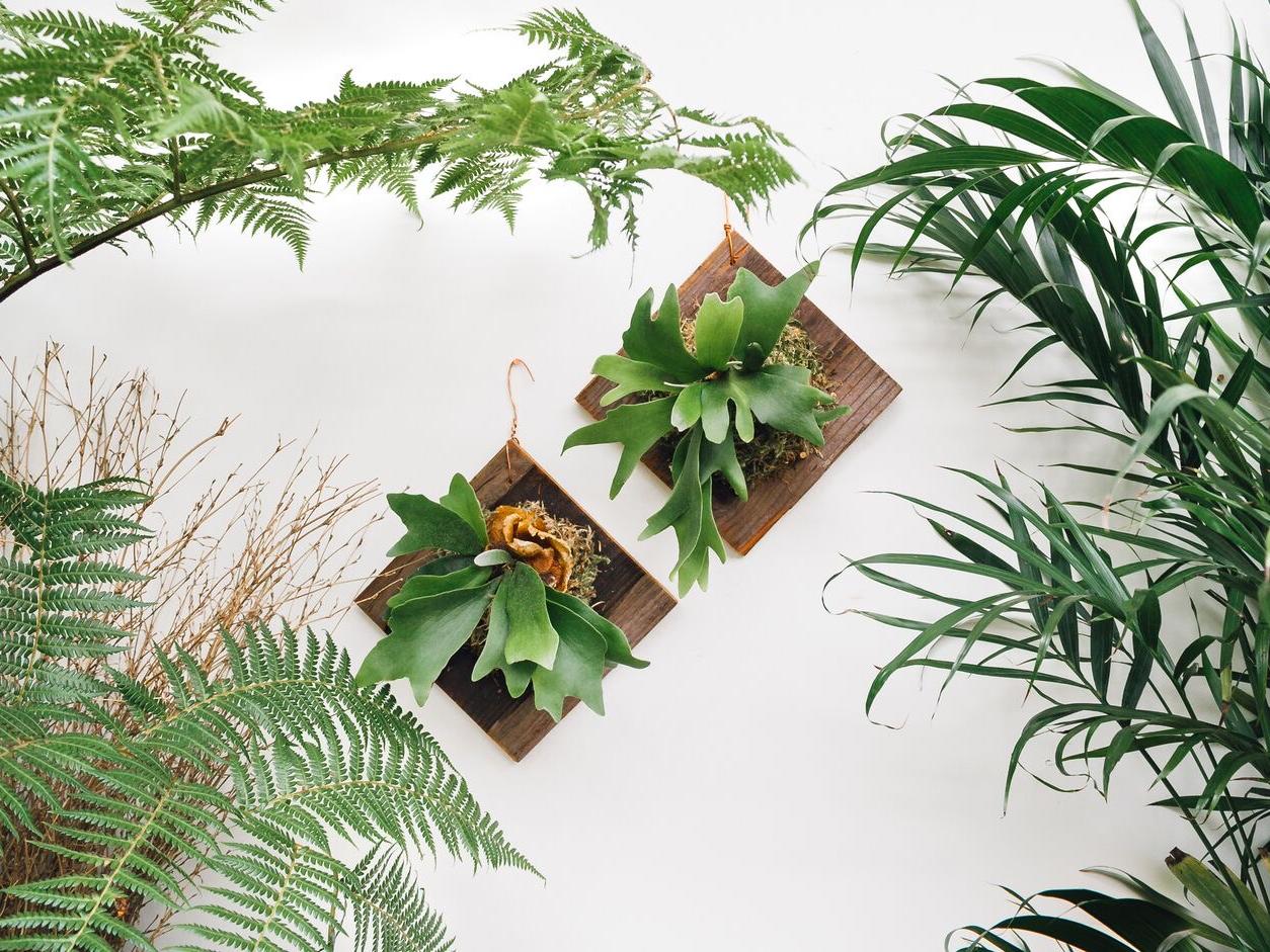 thumbnail image 2 of Fenteer Staghorn Fern Mount Wall Planter Space Saving For 2 of 10