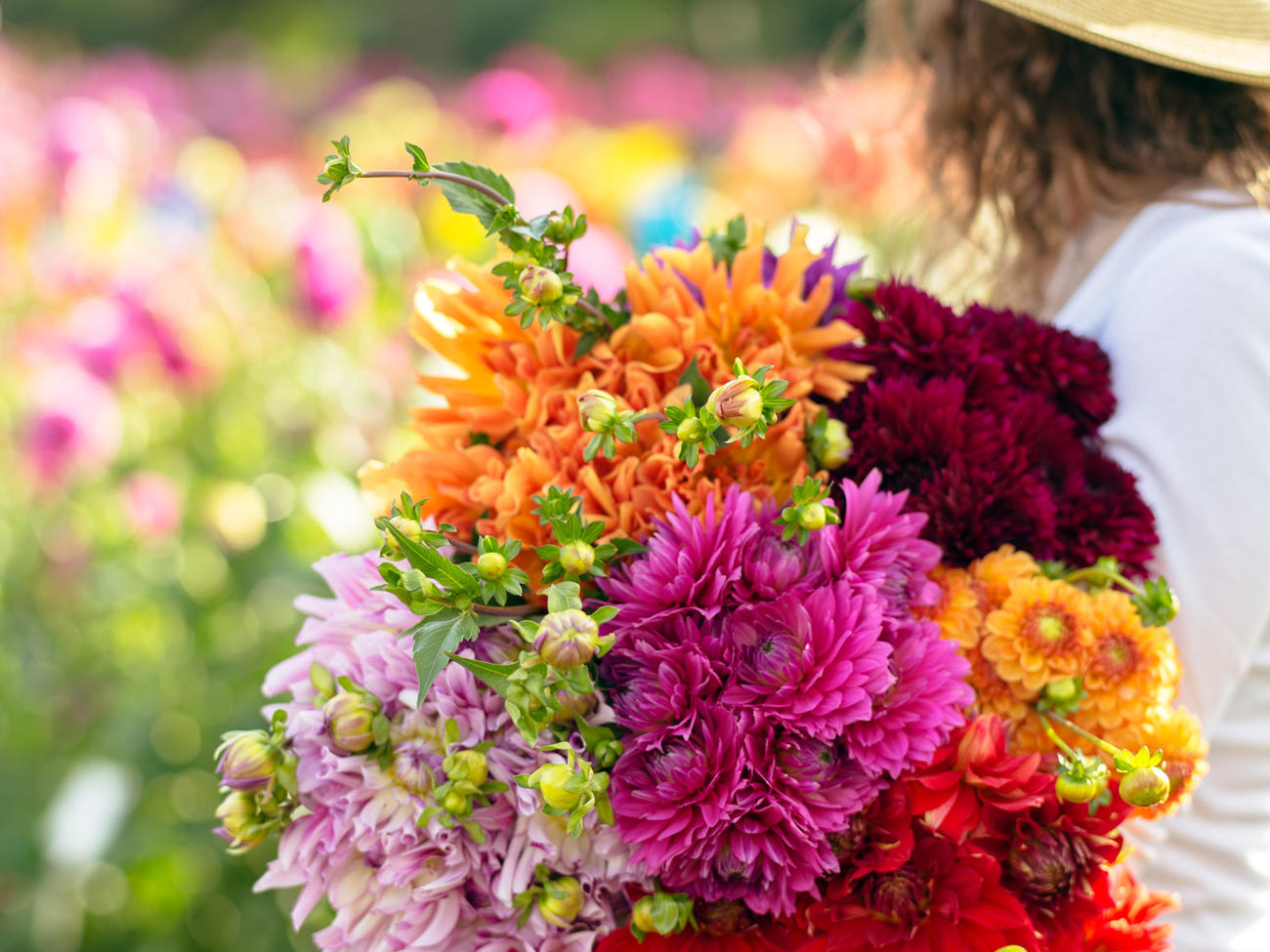 Growers’ Favorite Dahlias 