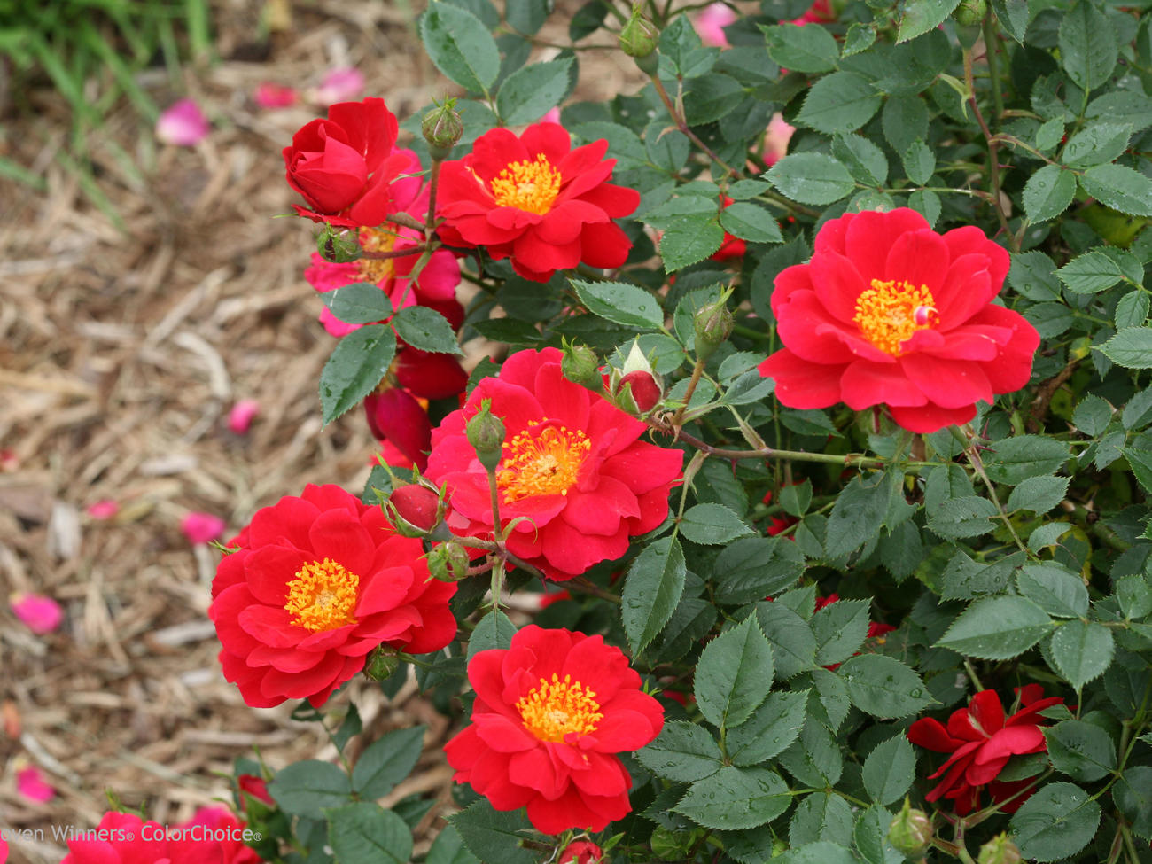 Ground-cover roses
