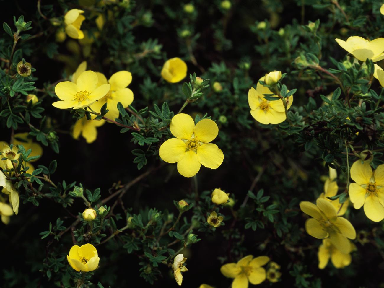 Cinquefoil (<i>Potentilla fruticosa</i>)