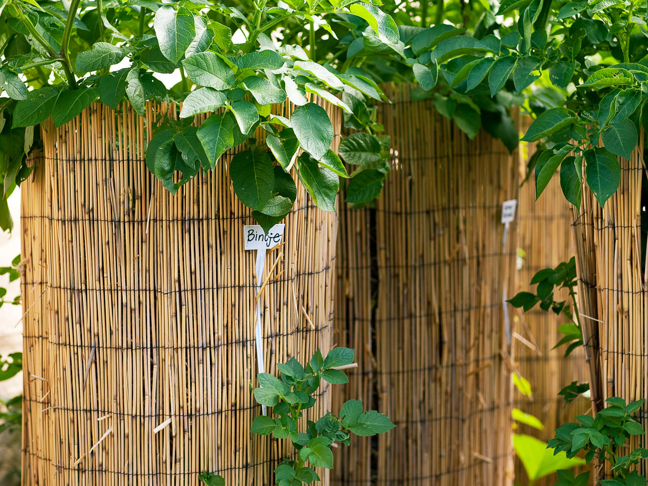 The easiest way to grow potatoes - Feathers in the woods