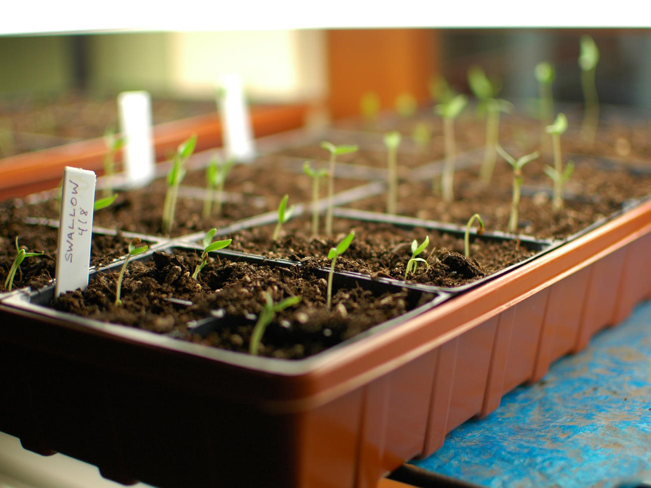 Seedling Care: Transplanting, Thinning, and Preventing Disease