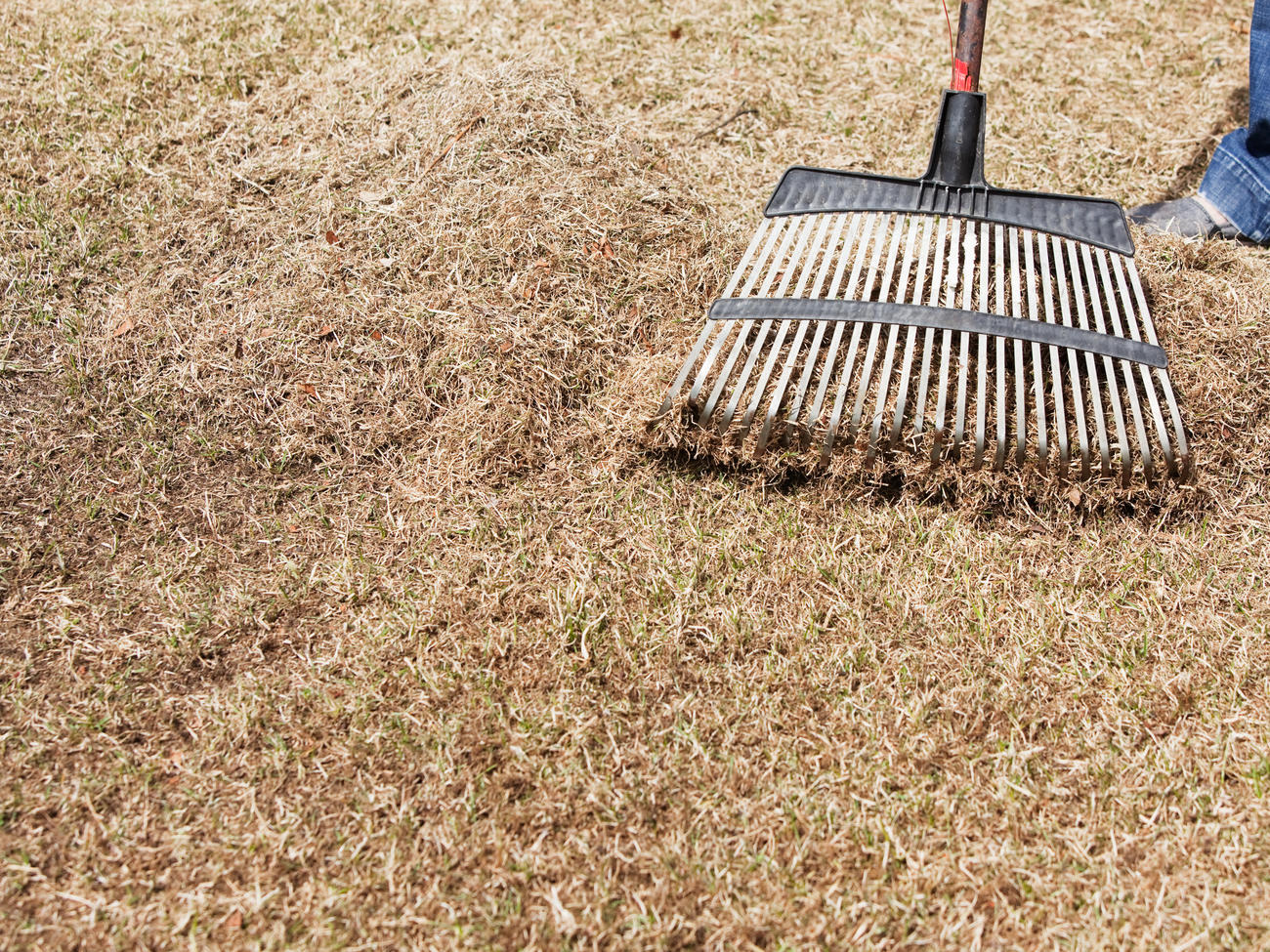 Dethatching and Aerating Your Lawn