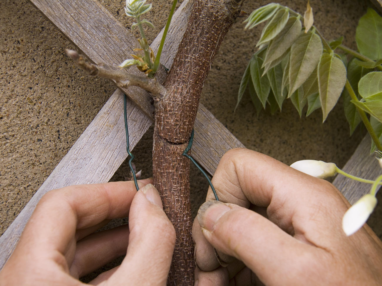 Training and Pruning Vines