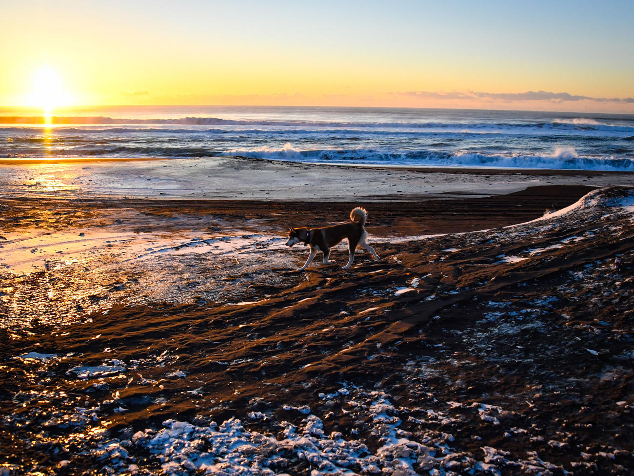 12 Ways to Have the Best-Ever Beach Day with Your Dog