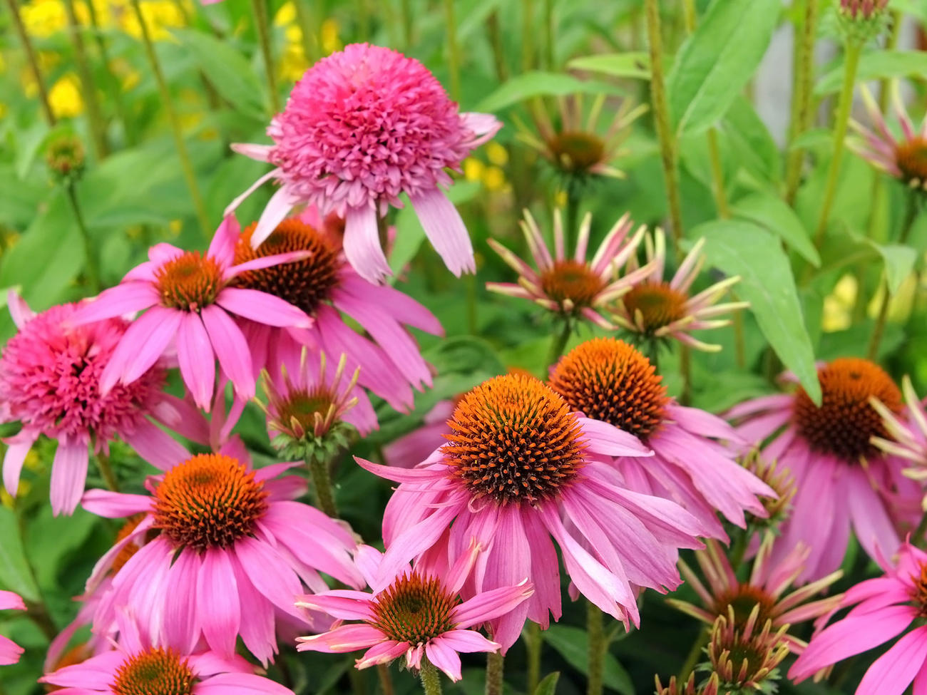 10 Show-Stopping Fall Flowers for Pots