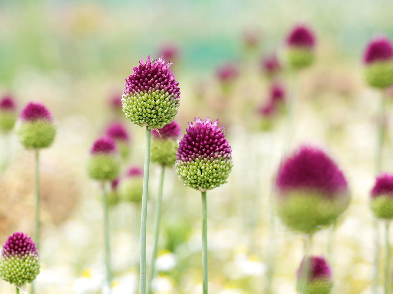 10 Best Flowers to Plant in Fall