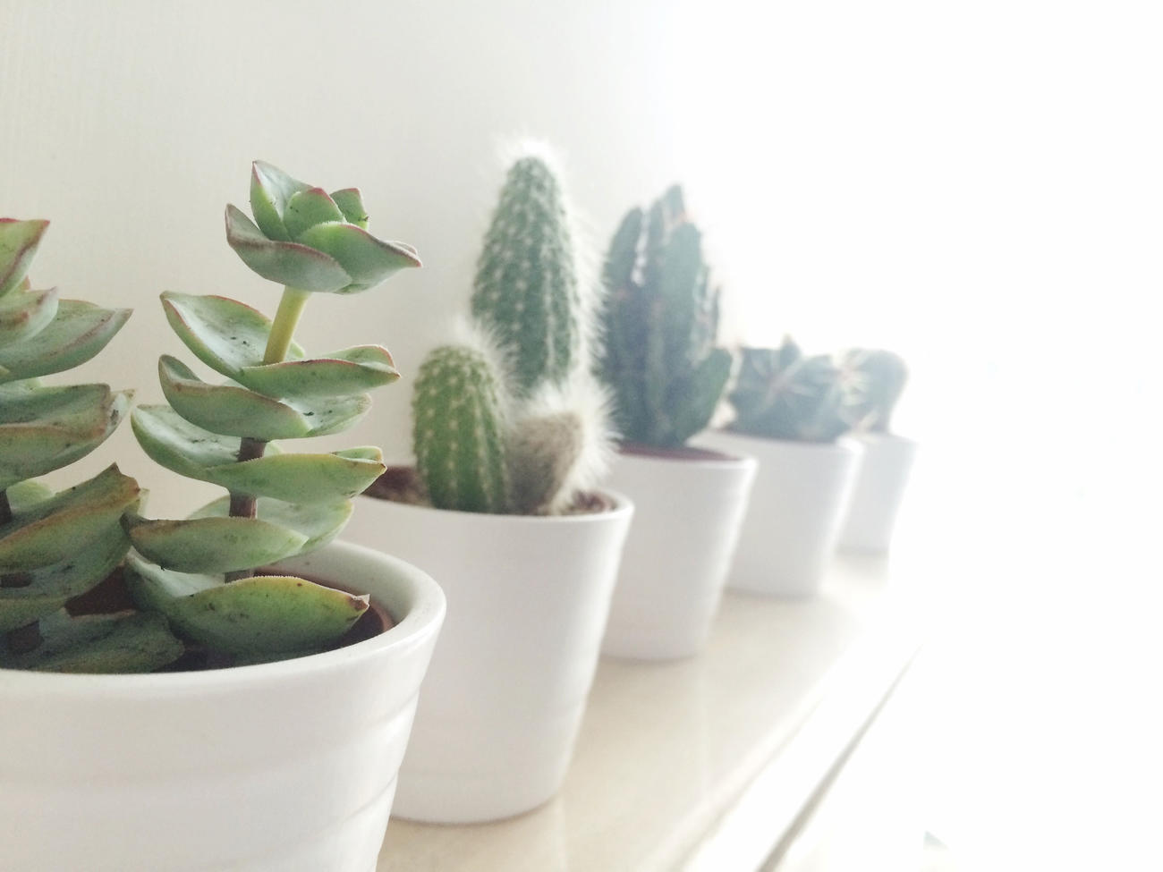 Indoor Succulents That Thrive