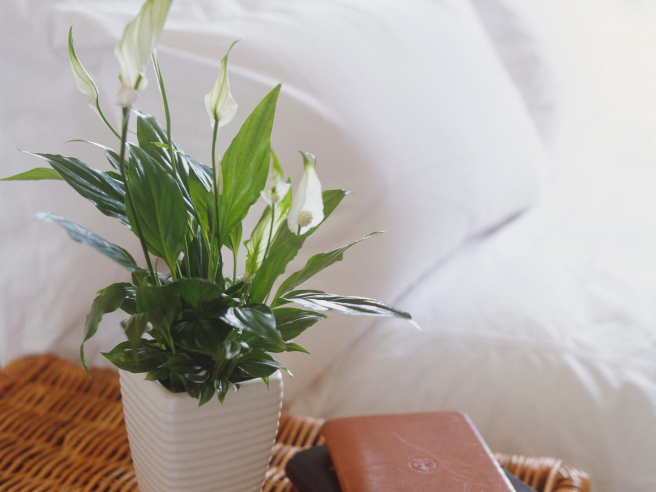Your Houseplants Are Actually Good for You