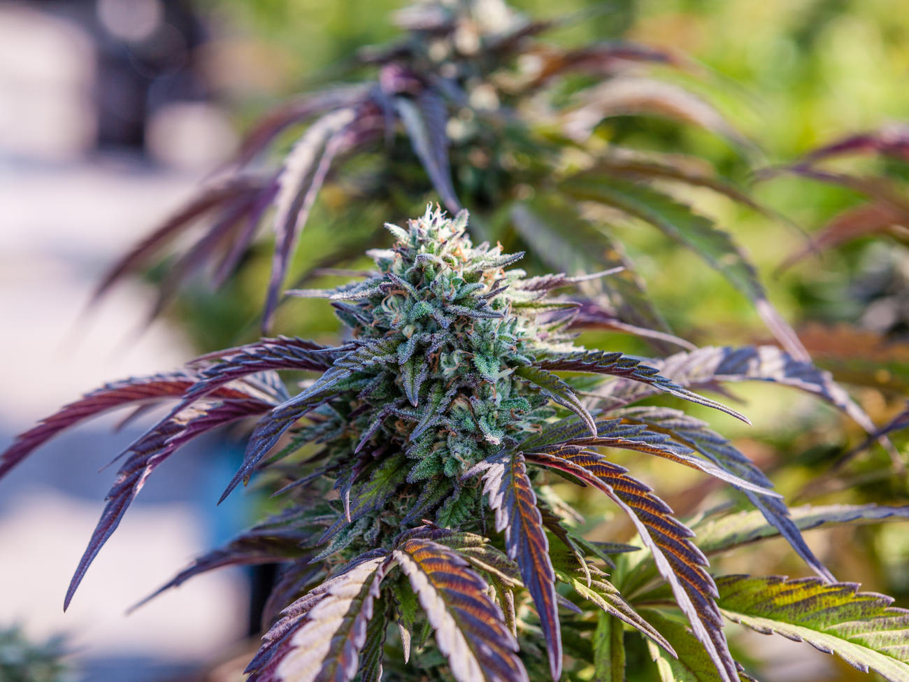 Our Guide to Landscaping with Cannabis