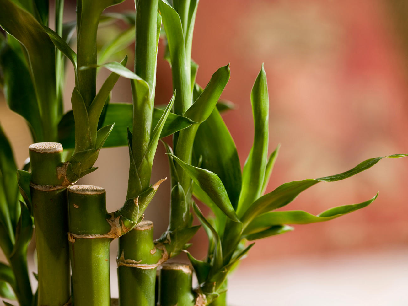 How to Grow Bamboo as a Houseplant