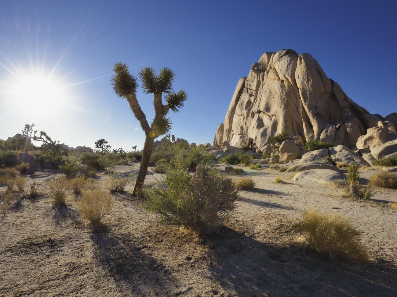 How to Enjoy a Joshua Tree Camping Experience Without the Park Crowds