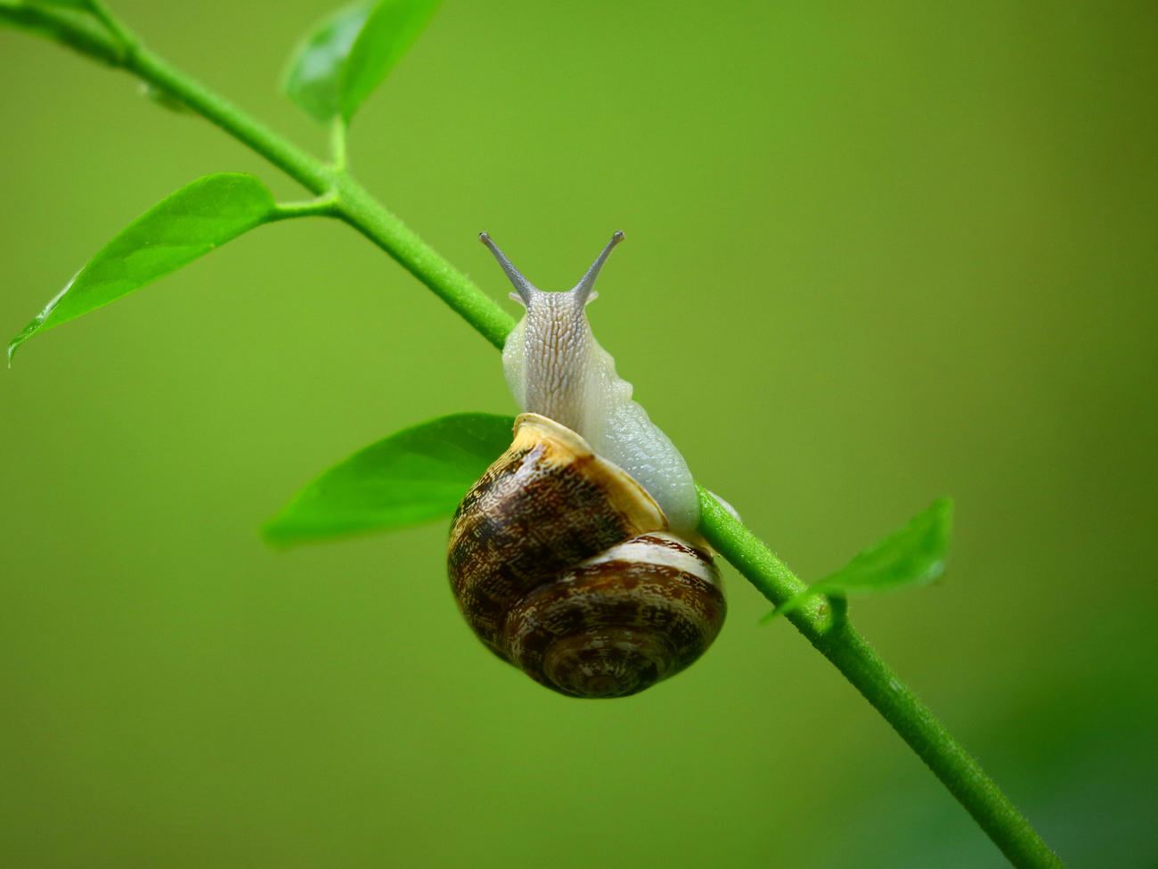 Top Tips to Keep Plants Safe from Garden Pests