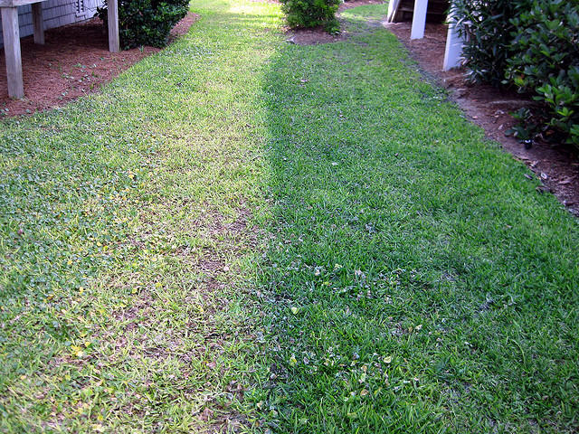 Drought hack: paint your lawn green