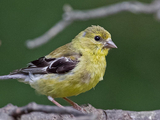 10 Great Tips for Feeding Backyard Birds