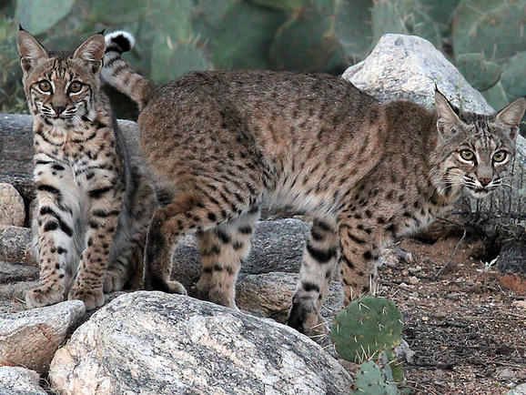 California bans bobcat trapping