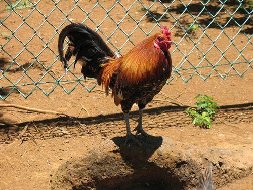 Postcard from another block: Feral Hawaiian chickens