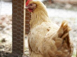 Backyard chickens: Is the trend real or fake?