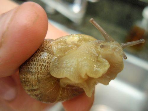 A very fat snail