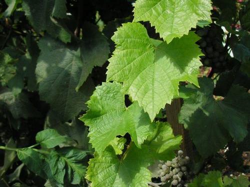 Preserving fresh grape leaves: a tasty endeavor, or “bad news bears”?