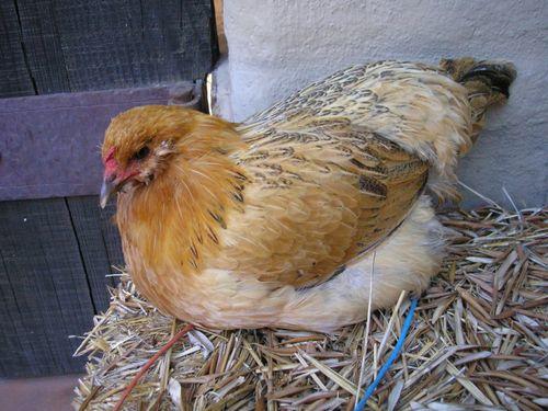Drooping tail and sitting around: What’s wrong with this chicken?