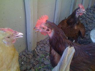 More freaky, panting chickens