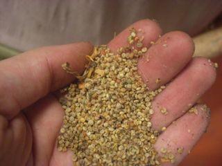 Quinoa harvest, part deux