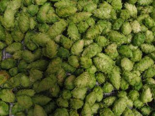 Hops harvest: Preparing for our next batch of beer (plus, don’t forget the Great American Beer Festival, this weekend!)